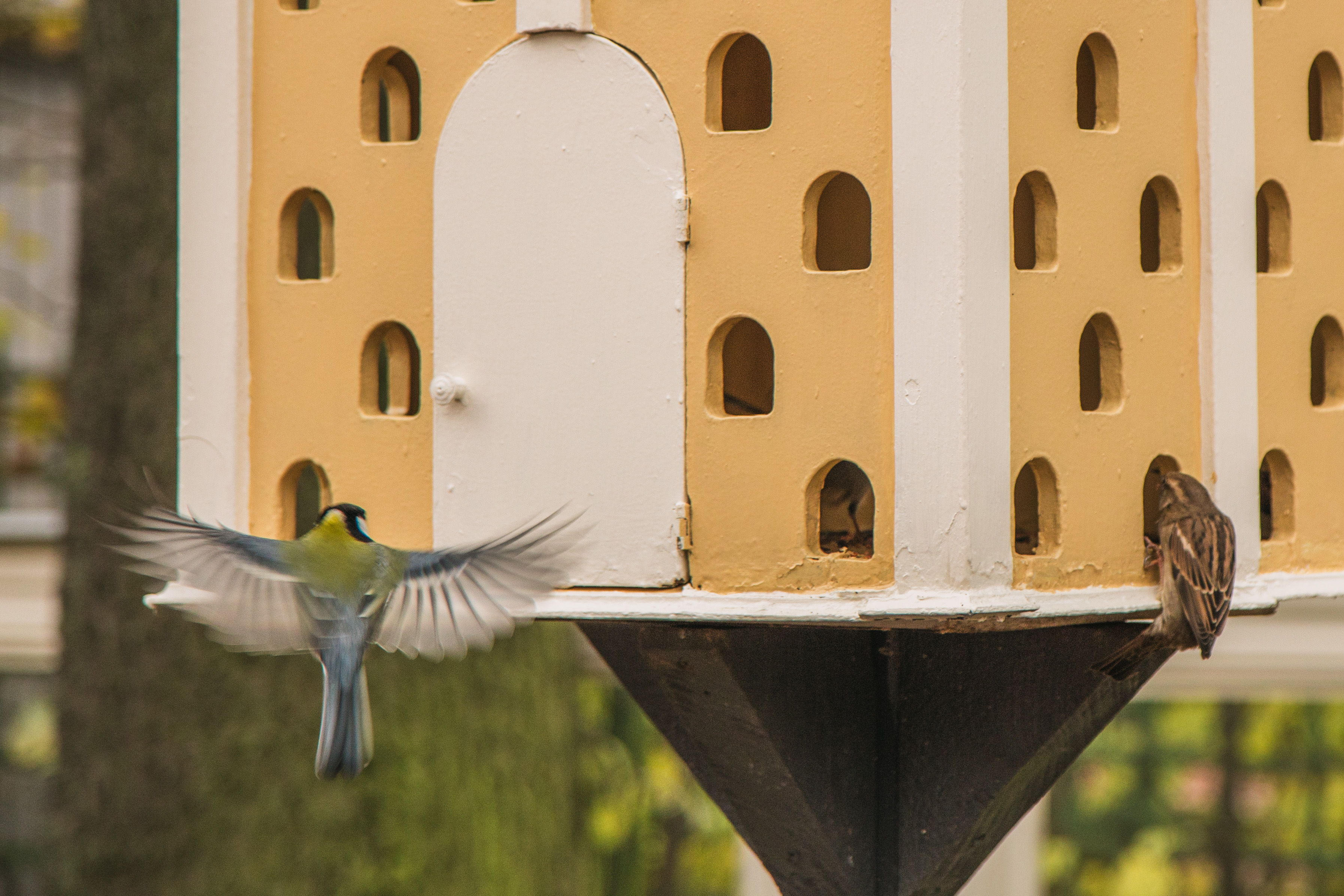 12 ноября в Летнем саду Русского музея пройдет ежегодный экологический праздник «Синичкин день»